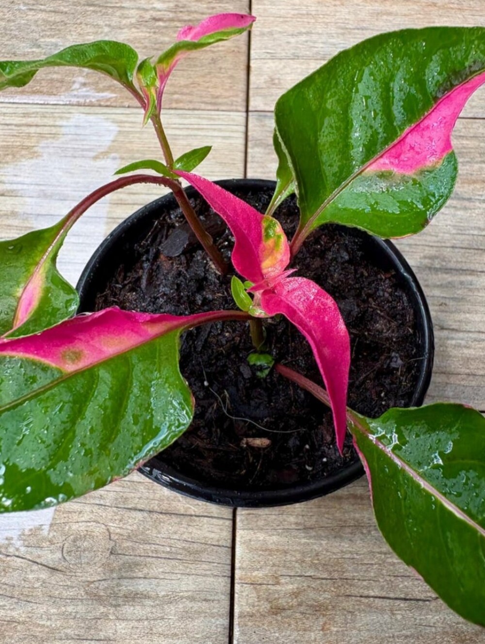 Gorgeous Live "Party Time" Plant
